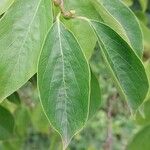 Diospyros virginiana Hoja