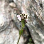 Arabis caerulea Bloem