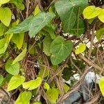 Ipomoea obscura Leaf