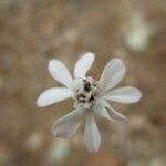 Hemizonia congesta Квітка