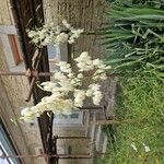 Yucca filamentosa Flors