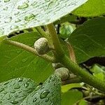 Actinidia chinensis Blomst