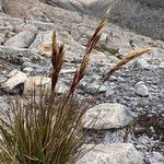 Cortaderia pungens Habit