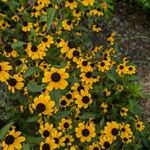 Rudbeckia triloba फूल