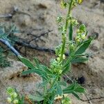 Reseda arabica অভ্যাস