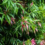 Pieris japonica Лист