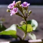 Boerhavia diffusa Fiore