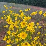 Bidens aristosa Flower