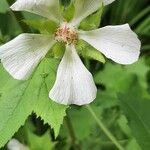 Kitaibelia vitifolia Flor