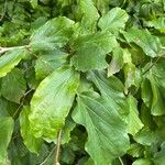 Parrotia subaequalis Hoja
