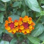 Lantana camaraKvět