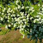 Juniperus sabina Owoc