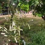 Mimosa tenuiflora Bloem