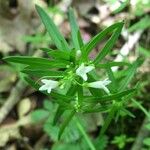 Houstonia longifolia Hoja