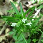 Houstonia longifolia 叶