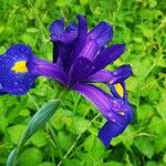 Iris latifolia Kwiat