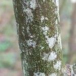 Carya aquatica Kora