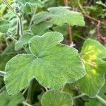 Pelargonium tomentosum Hoja