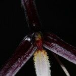 Bulbophyllum leucoglossum