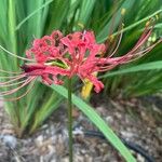 Lycoris radiata Flor