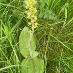 Neottia ovata Blüte