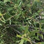 Phillyrea angustifolia برگ