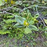 Ceanothus velutinus Levél