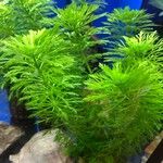 Limnophila heterophylla Deilen