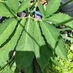 Sauromatum venosum Leaf