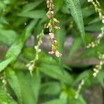 Persicaria hydropiper Flor