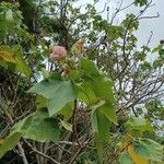 Hibiscus mutabilis Лист