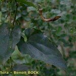 Aristolochia altissima Fruit