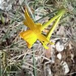 Narcissus assoanus Blomma