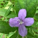 Ruellia pedunculataBloem