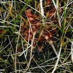 Drosera × obovata ശീലം