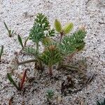 Pseudorlaya pumila ഇല