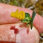 Coronilla scorpioides Flower