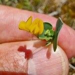 Coronilla scorpioides Cvet