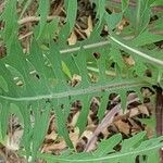 Lactuca perennis Leaf