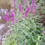 Lythrum salicaria Хабит