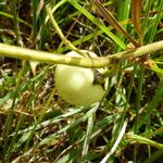 Solanum viarum Gyümölcs