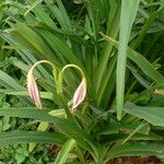 Crinum × amabile Habit