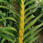 Grammatophyllum speciosum Lapas