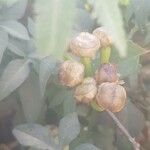 Merremia pterygocaulos Fruit