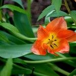 Tulipa fosteriana 花