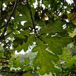 Quercus × rosacea Folha