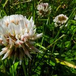 Trifolium repens Fleur