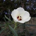 Abelmoschus esculentus Λουλούδι