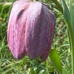 Fritillaria tubaeformis Õis