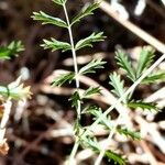 Sanguisorba verrucosa Lapas